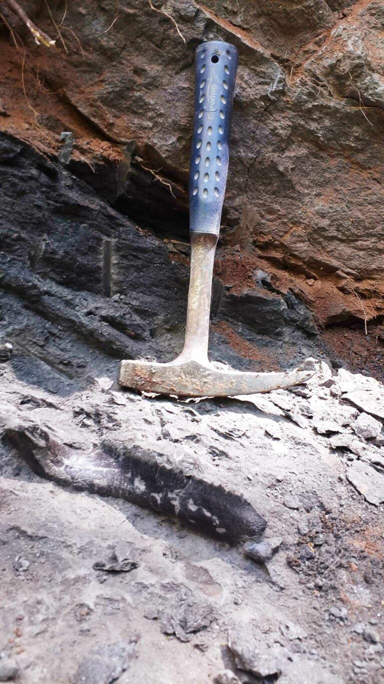 Új dinoszaurusz fajt fedeztek fel magyar kutatók Erdélyben