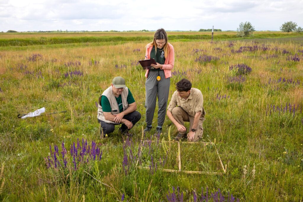Vadvirágos sávok szántóföldeken: a növényi sokféleség kialakulásának titkai Vadvirágos sávok szántóföldeken: a növényi sokféleség kialakulásának titkai