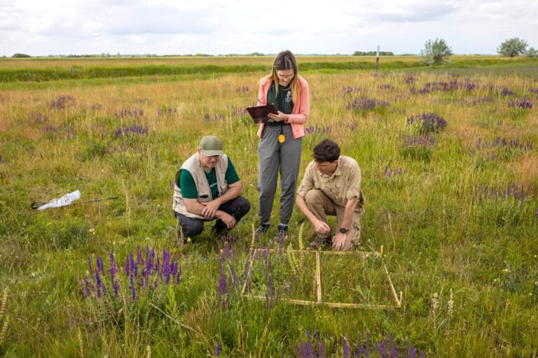Vadvirágos sávok szántóföldeken: a növényi sokféleség kialakulásának titkai