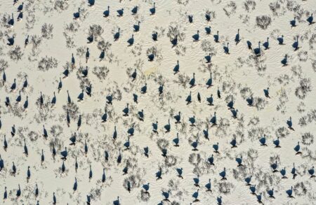 Csodás természet, a természet csodái: itt vannak az Akadémia természetfotó-pályázatának díjazottjai