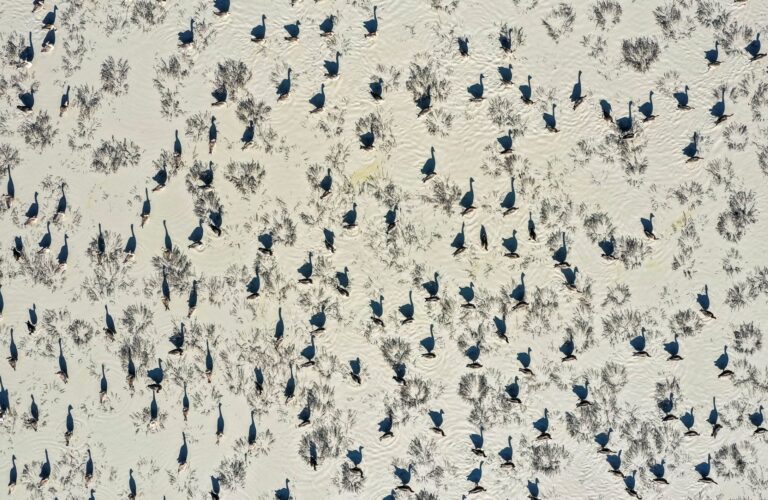 Csodás természet, a természet csodái: itt vannak az Akadémia természetfotó-pályázatának díjazottjai