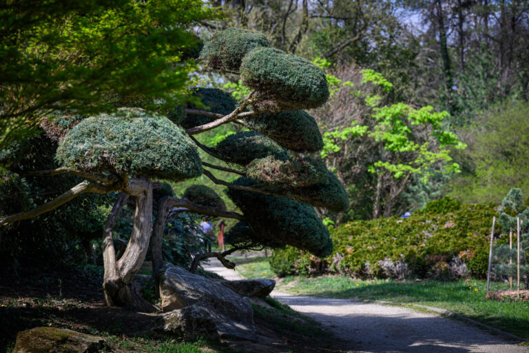 Harmónia és történelem: Japánkertet avatott a Soproni Egyetem a Kámoni Arborétumban