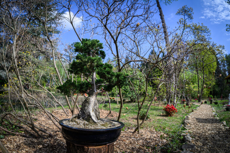 Harmónia és történelem: Japánkertet avatott a Soproni Egyetem a Kámoni Arborétumban