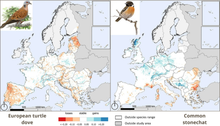 Hol tűnnek el Európa mezei madarai? – Új, rendszeresen frissülő térképek segítik a madárvédelmet az európai monitoring adatok alapján