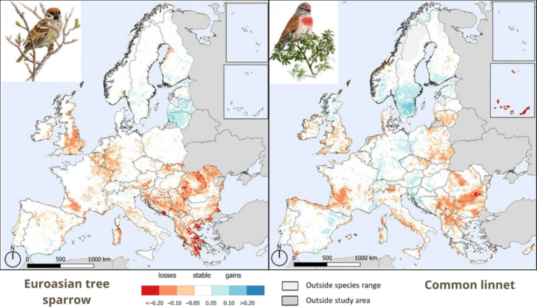 Hol tűnnek el Európa mezei madarai? – Új, rendszeresen frissülő térképek segítik a madárvédelmet az európai monitoring adatok alapján