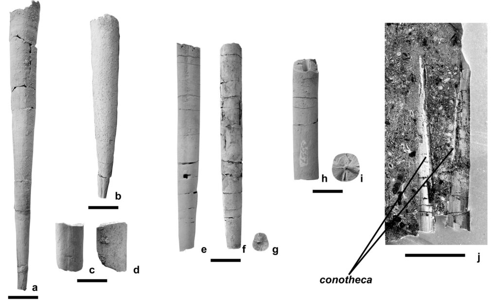 Magyarországi fosszíliák zárják le a belemniteszek kihalásáról szóló vitát Magyarországi fosszíliák zárják le a belemniteszek kihalásáról szóló vitát