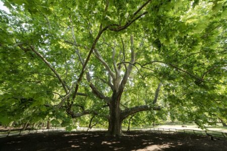 Egy 203 éves platán lett a Tudomány Fája a Margitszigeten