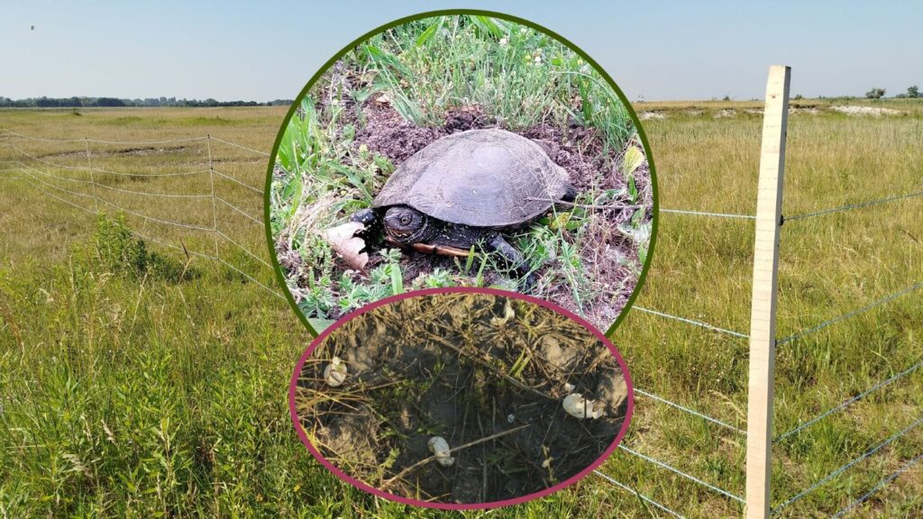 Villanypásztorral védik a mocsári teknősök fészkeit a Kis-Balaton – Nagyberek Tájegység területein Villanypásztorral védik a mocsári teknősök fészkeit a Kis-Balaton - Nagyberek Tájegység területein