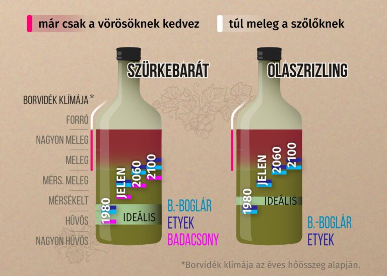 A szőlő szereti a meleget, de a magyar borvidékeknek már túl sok jut belőle