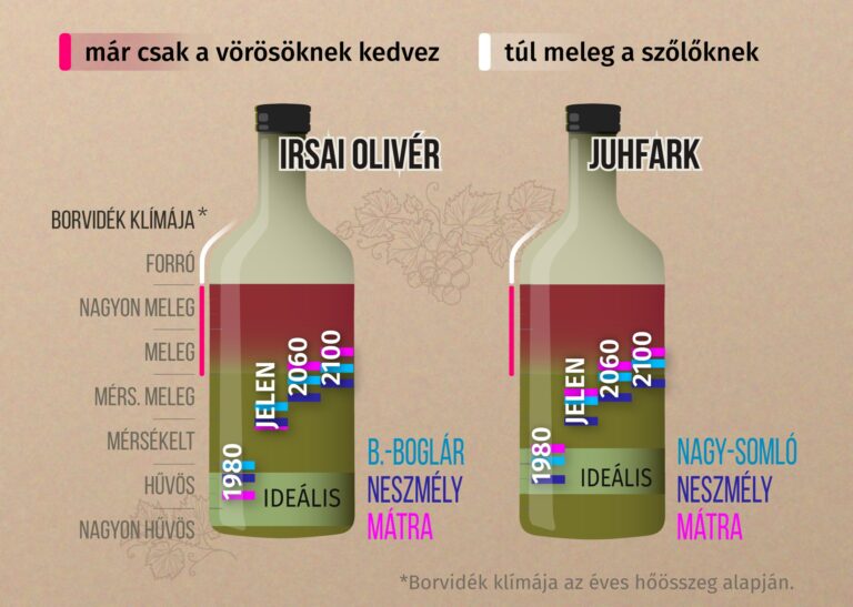 A szőlő szereti a meleget, de a magyar borvidékeknek már túl sok jut belőle