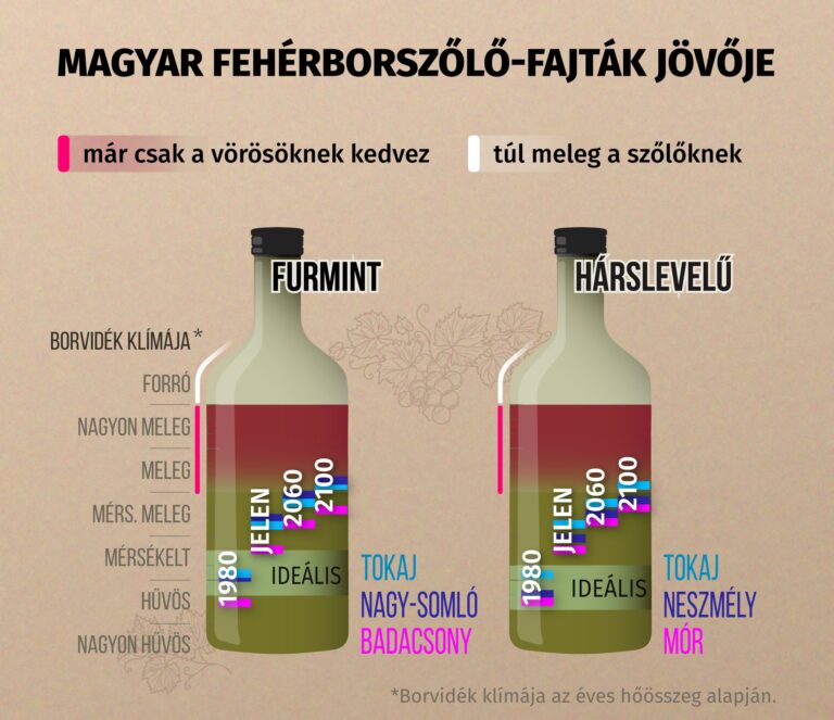 A szőlő szereti a meleget, de a magyar borvidékeknek már túl sok jut belőle
