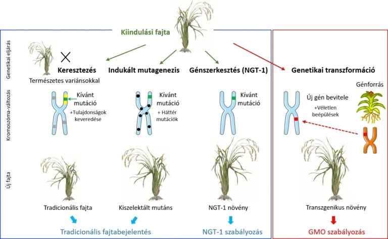 Génszerkesztés a mezőgazdaságban: miben különbözik a GMO-tól, és hogyan alakíthatja át a növénynemesítést?