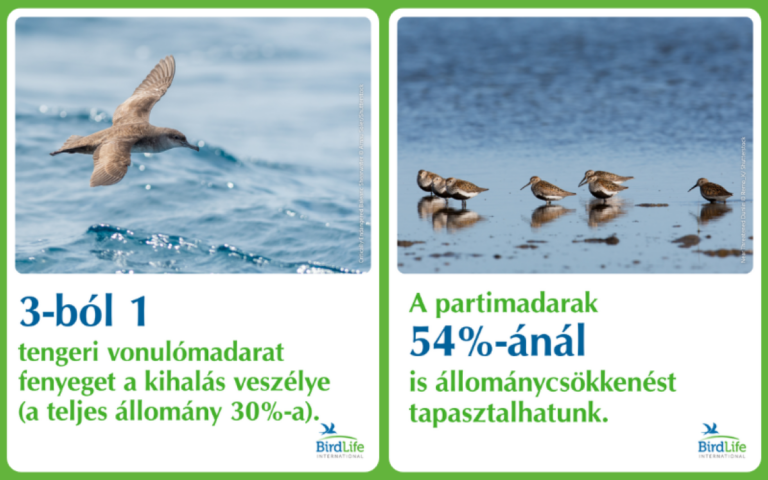 Nincs hol leszállniuk: a vonuló madárfajok 45%-ánál csökkenő tendenciát mutat az állomány