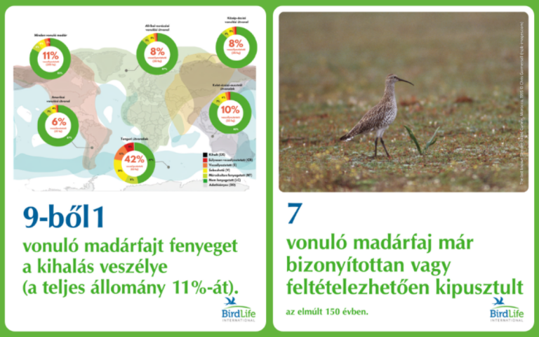Nincs hol leszállniuk: a vonuló madárfajok 45%-ánál csökkenő tendenciát mutat az állomány