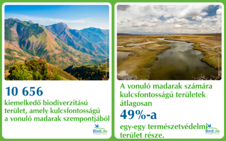Nincs hol leszállniuk: a vonuló madárfajok 45%-ánál csökkenő tendenciát mutat az állomány