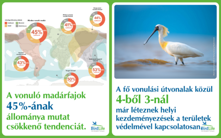 Nincs hol leszállniuk: a vonuló madárfajok 45%-ánál csökkenő tendenciát mutat az állomány