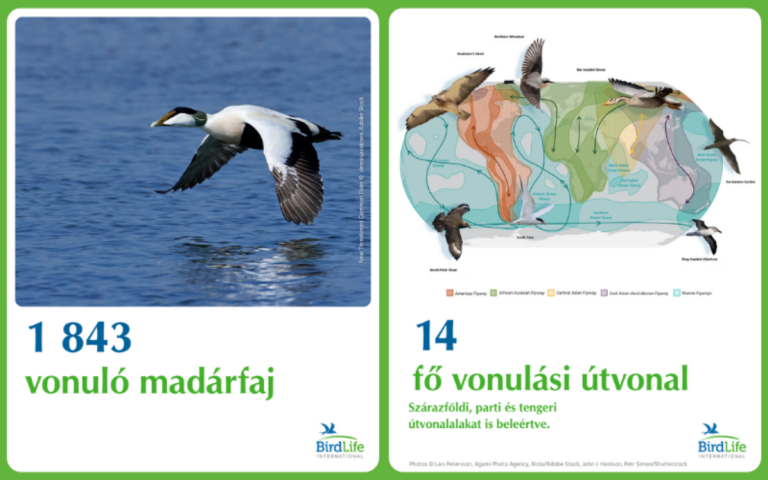Nincs hol leszállniuk: a vonuló madárfajok 45%-ánál csökkenő tendenciát mutat az állomány