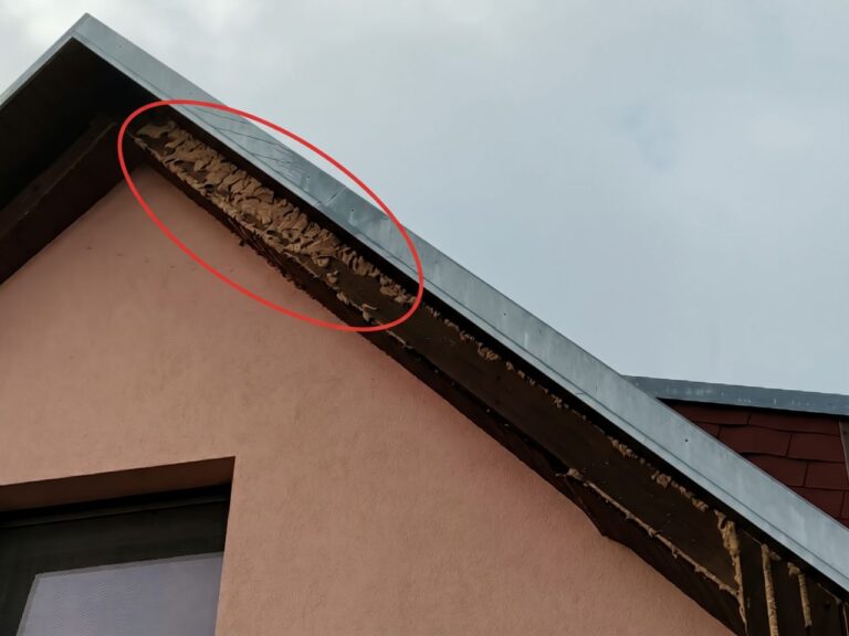 Egyedülálló védekezési rendszer épült ki az ázsiai lódarázs ellen a MATE-n