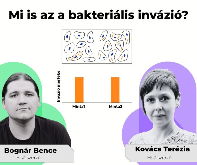Sejtről sejtre: szegedi kutatók új módszere mutatja meg, mitől lehet veszélyes egy baktérium