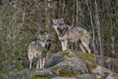 WWF Élő Bolygó Jelentés: drámai mértékben csökken a vadon élő állatok sokasága, de a természetvédelmi sikerek reményt adnak WWF Élő Bolygó Jelentés: drámai mértékben csökken a vadon élő állatok sokasága, de a természetvédelmi sikerek reményt adnak